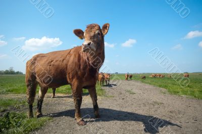 cow in summer