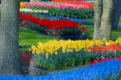 colorful flower garden