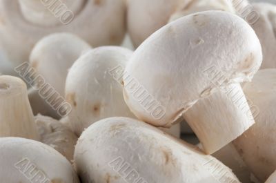 Mushroom background