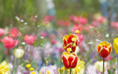 colorful flower garden