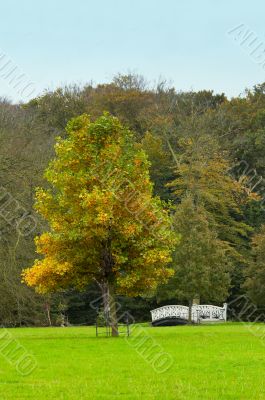 autumn in the park