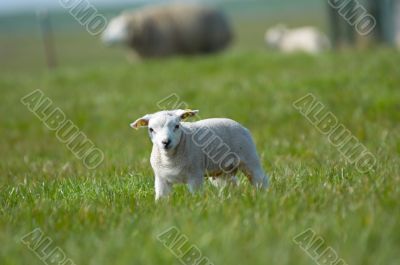 cute little lamb