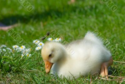 cute duckling