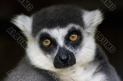 ring-tailed lemur monkey