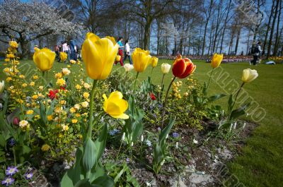 colorful flower garden in spring