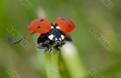 ladybug on the grass