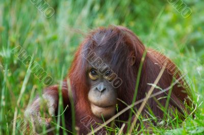 cute orangutan