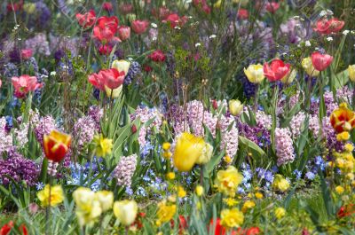 colorful flower garden