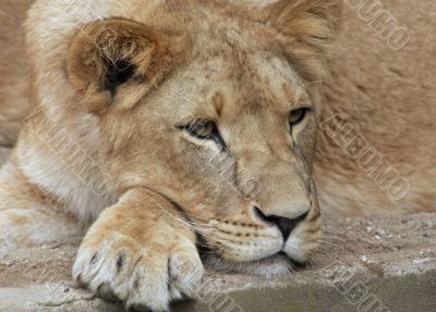 female lion