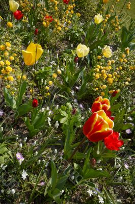colorful flower garden
