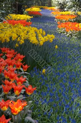 colorful flower garden