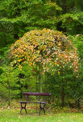 autumn in the park