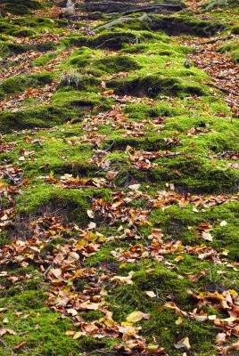 autumn in the park