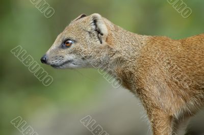 mongoose