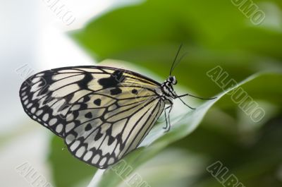 close-up of a beautiful butterfly