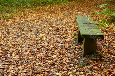 autumn in the park