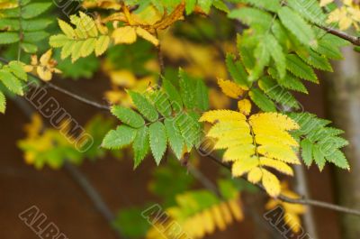 autumn in the park