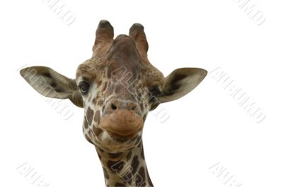 Funny giraffe on white