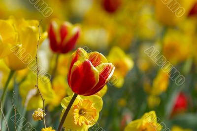colorful flower garden