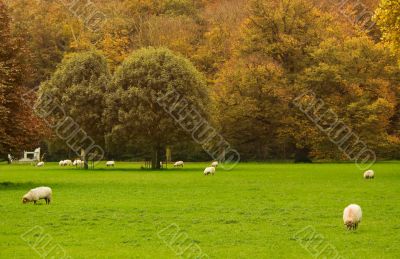 autumn in the park