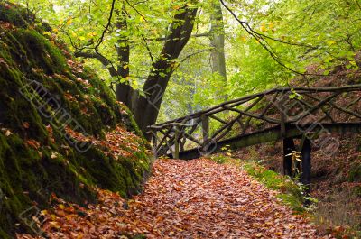 autumn in the park