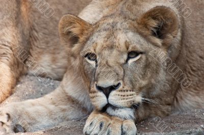 female lion
