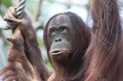 orangutan