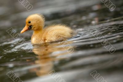 close-up of a cute duckling