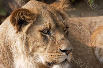 female lion