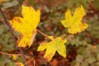 autumn in the park