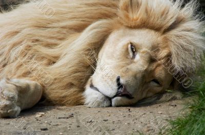Male Lion