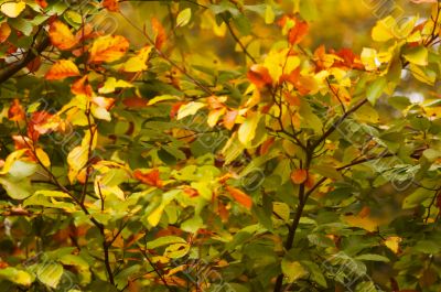 autumn in the park