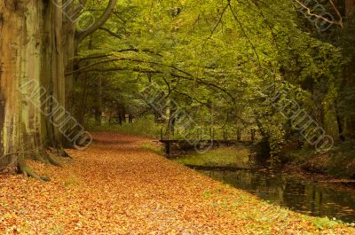 autumn in the park