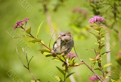 Sparrow on a blossoming branch