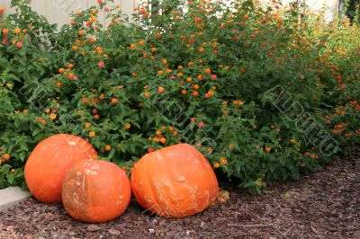 Pumpkins and Orange Flowers