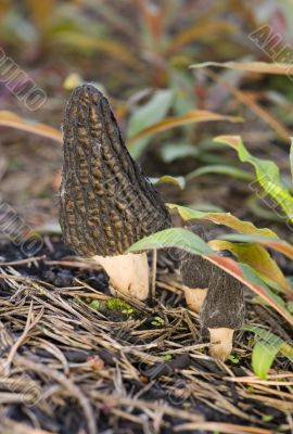 Family of morels