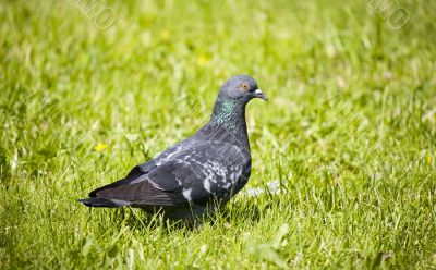 The pigeon in a grass