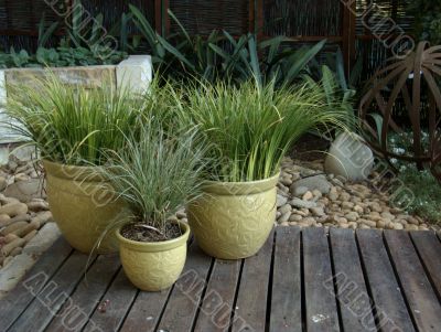 Trio of Potplants