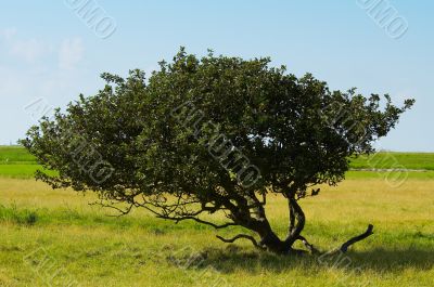 tree