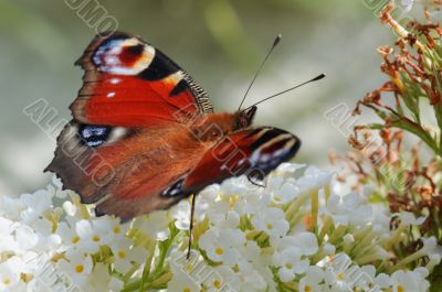 butterfly