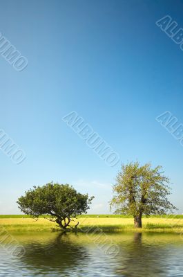 trees and water in summer