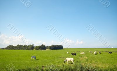summer farmland