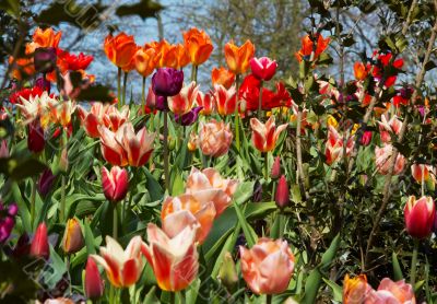 flower background