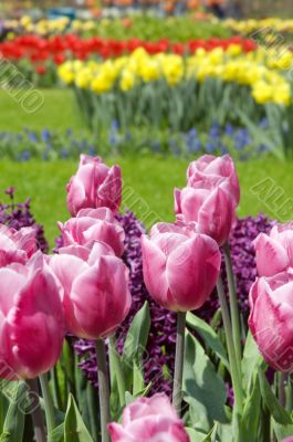 dutch tulips