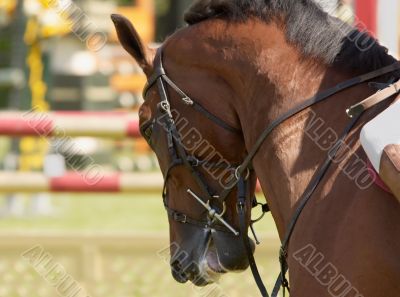 Beautiful horse
