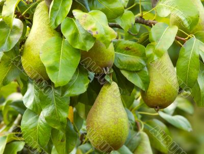 fresh pears