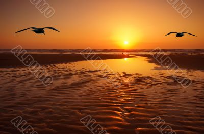 seagulls and sunset