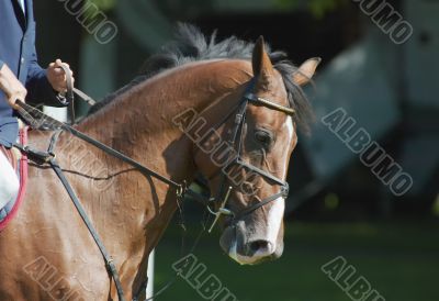 Beautiful horse