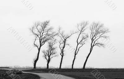 trees in  winter