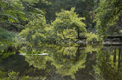 forest reflections